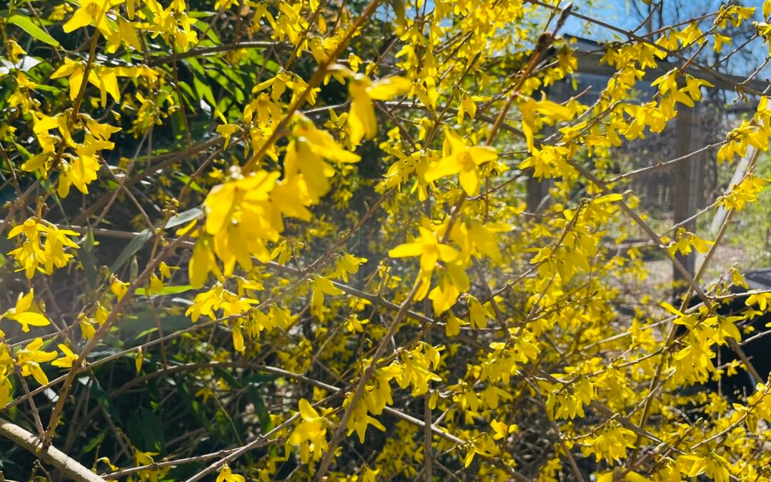 Blooming Forsythia